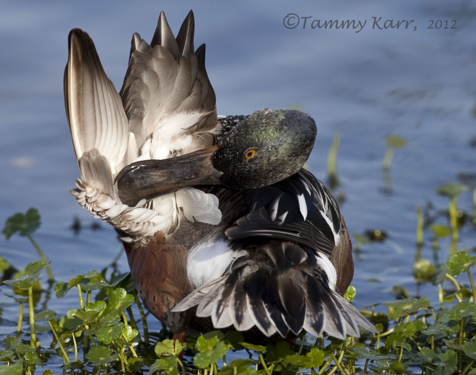 i heart florida birds Dirty Ducks