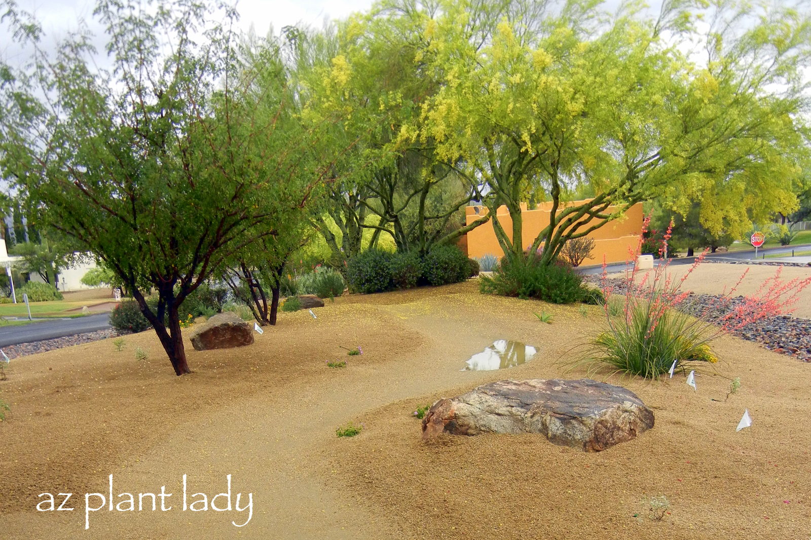 Butterfly Garden Archives Ramblings From A Desert Garden