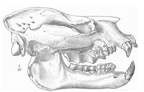 Metamynodon skull