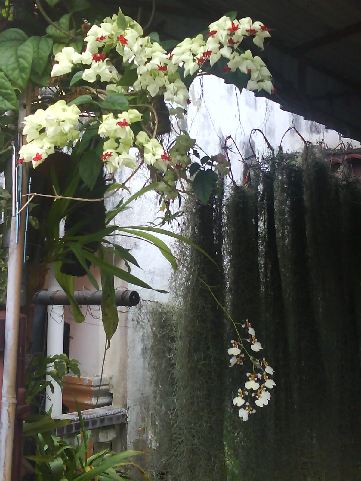 Garden Chronicles Tips to Grow Spanish Moss