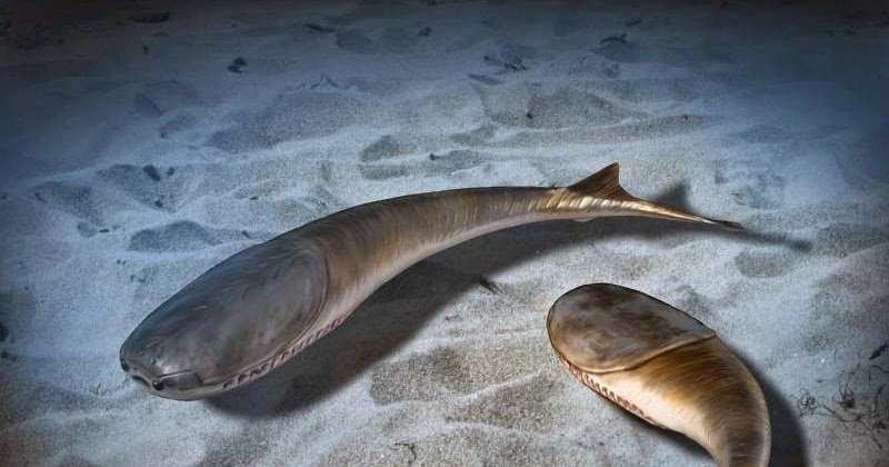 Paleoexhibit: Jawless armored fish from the Ordovician: the Arandaspids