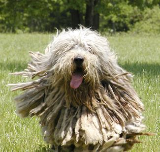 Bergamasco Puppy