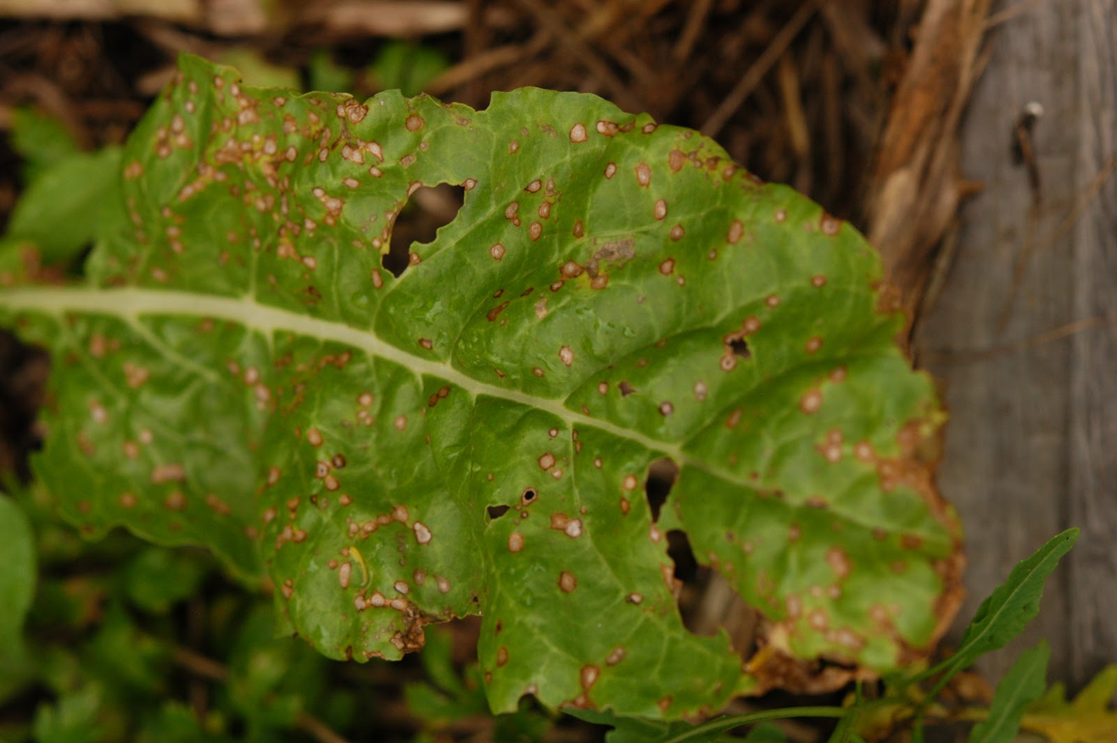 Real World Gardener March 2013