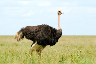 Common Ostrich