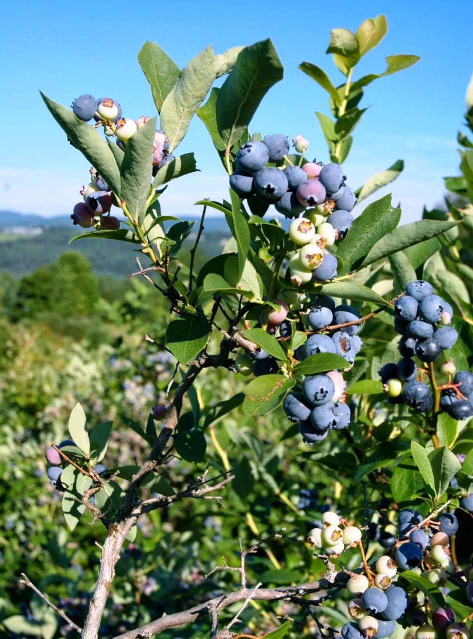 THE JOHNSON DIARIES Life on the Edge SPANISH SOFT FRUITS & SCREEN NURSES (LINK, SORT OF)
