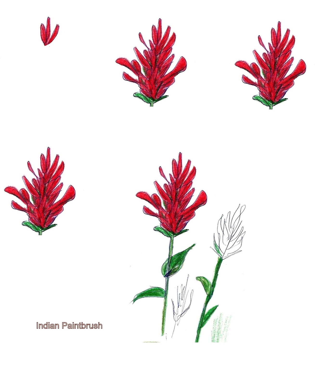 Art class ideas Indian Paintbrush Flowers