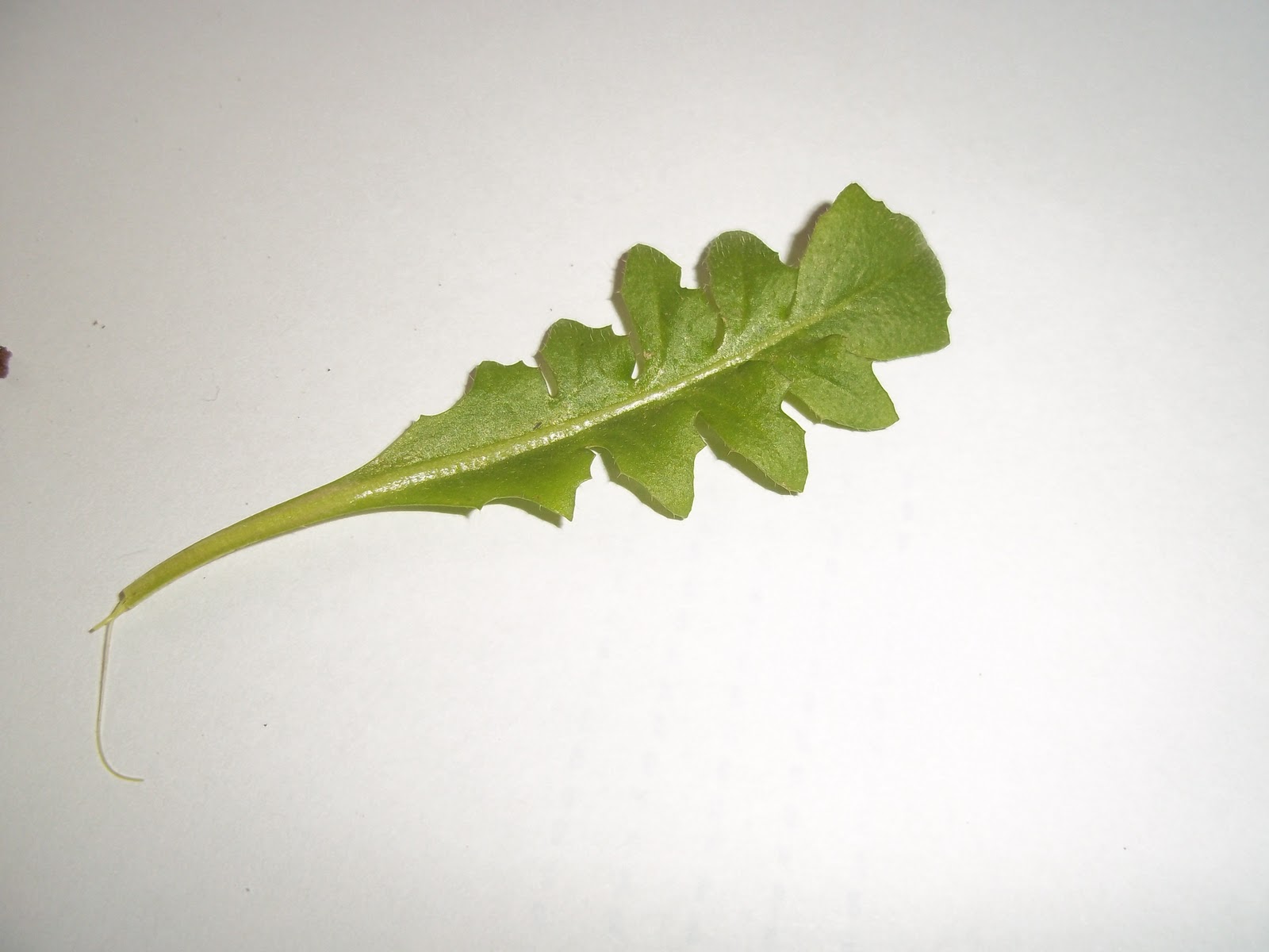 Foraging Shepherd's Purse and Homemade Shepherd's Purse Tincture Recipe