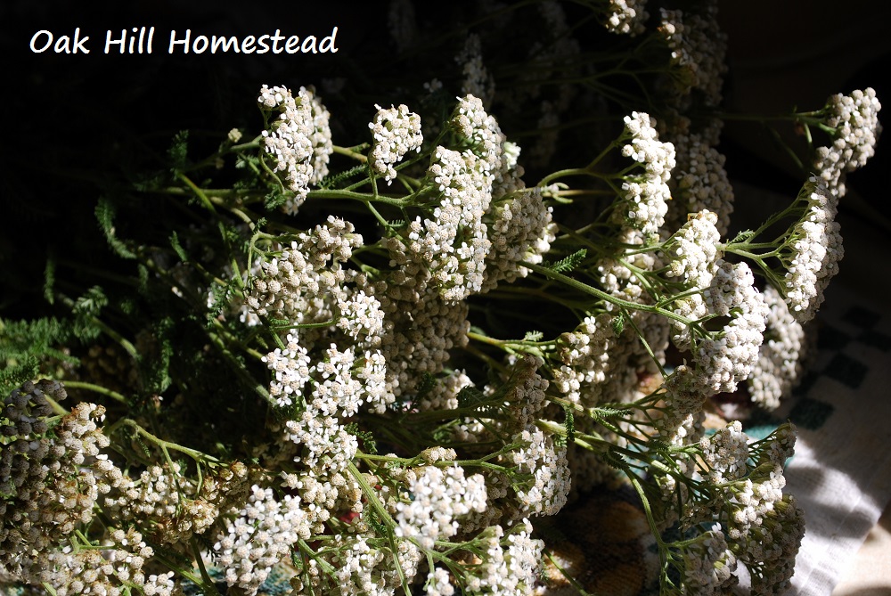 How To Harvest and Dry Yarrow Oak Hill Homestead