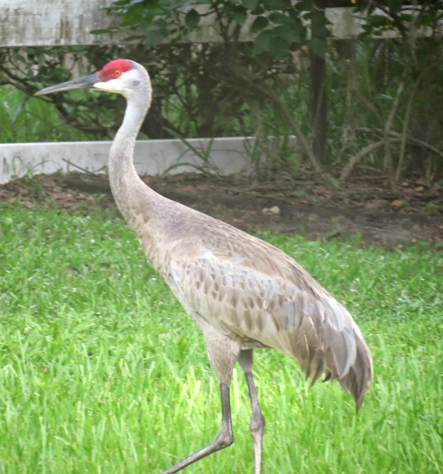 sand hill cranes The sandhill crane family in my neighborhood has delighted me for years they take leisurely strolls right down the street, usually mom, dad and the spring chick. sand hill cranes The sandhill crane family in my neighborhood has delighted me for years they take leisurely strolls right down the street, usually mom, dad and the spring chick.