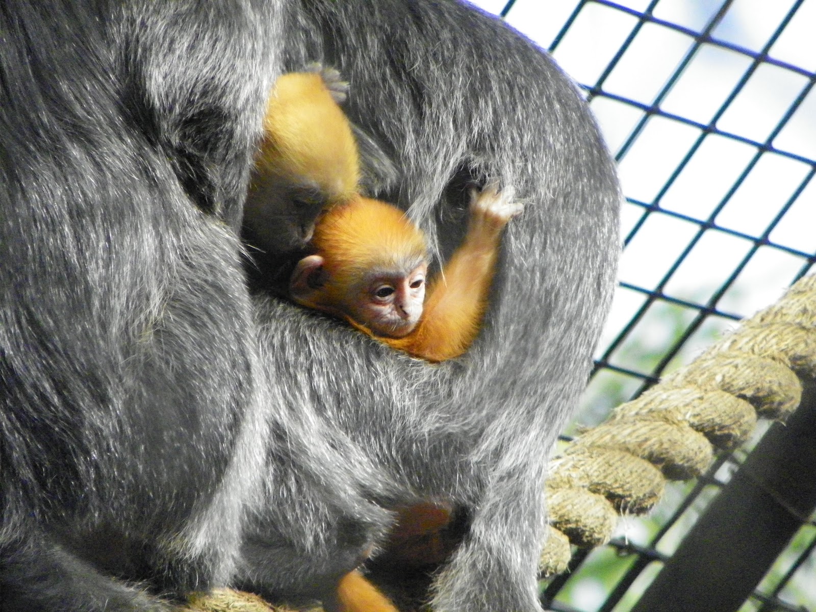 The Santa Ana Zoo at Prentice Park Baby Boom at the Santa Ana Zoo has