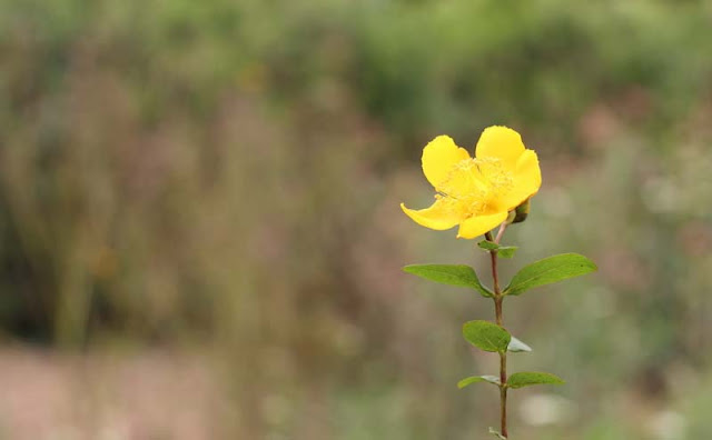 Hypericum Flowers