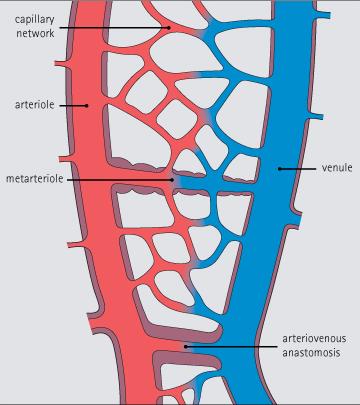 Anastomosis Arteriovenosa