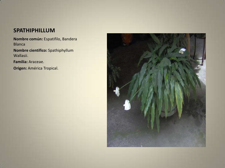 Spathiphillum
