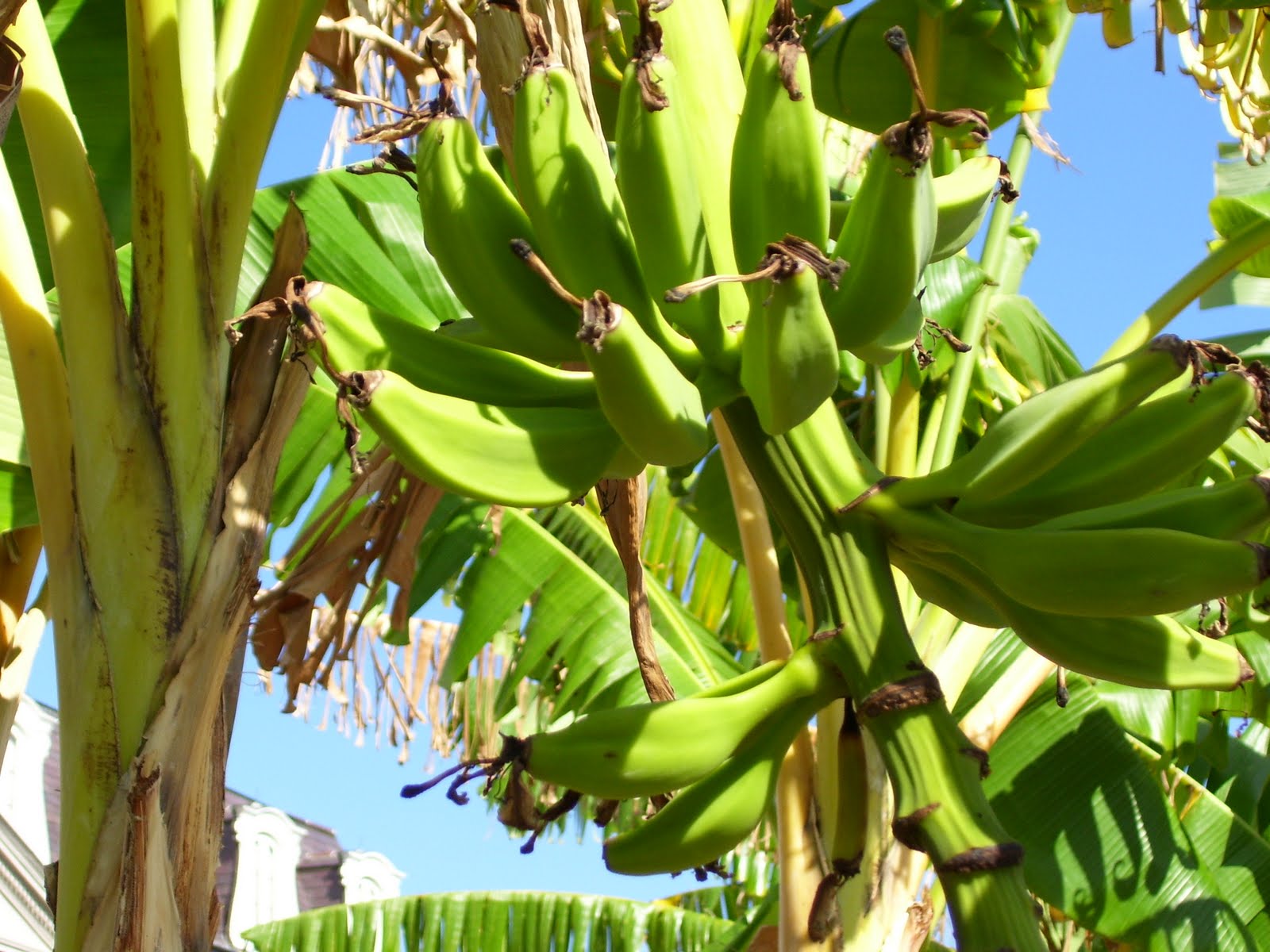 Trent and Teresa The French Quarter, New Orleans