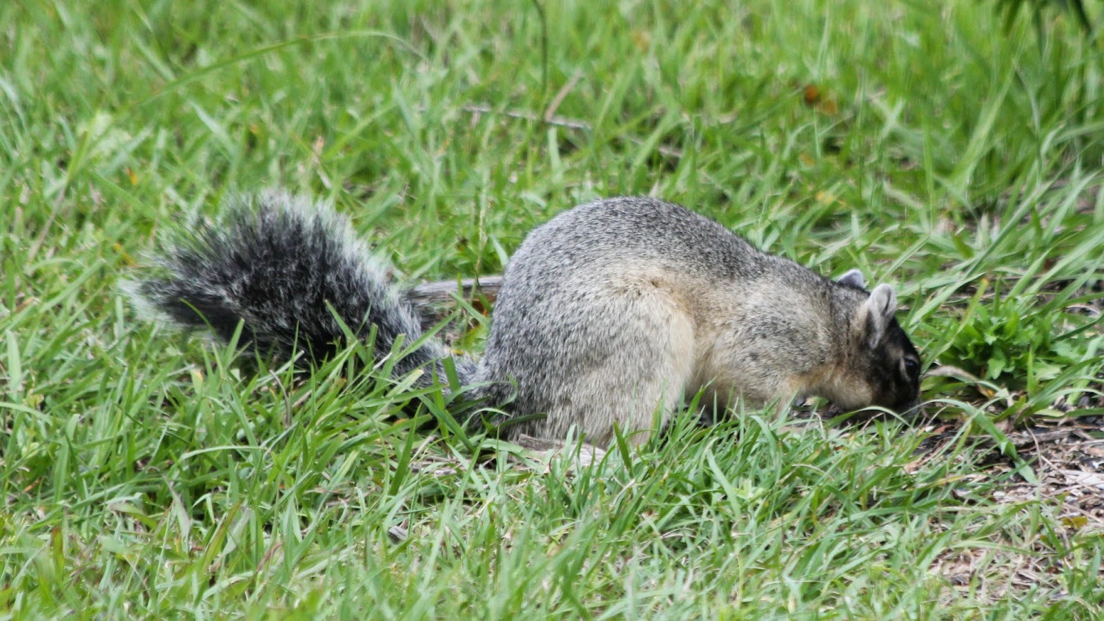Parker's Barkers Florida's Endangered Sherman Fox Squirrel