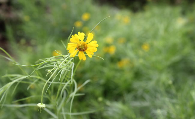 Helenium Amarum Flowers