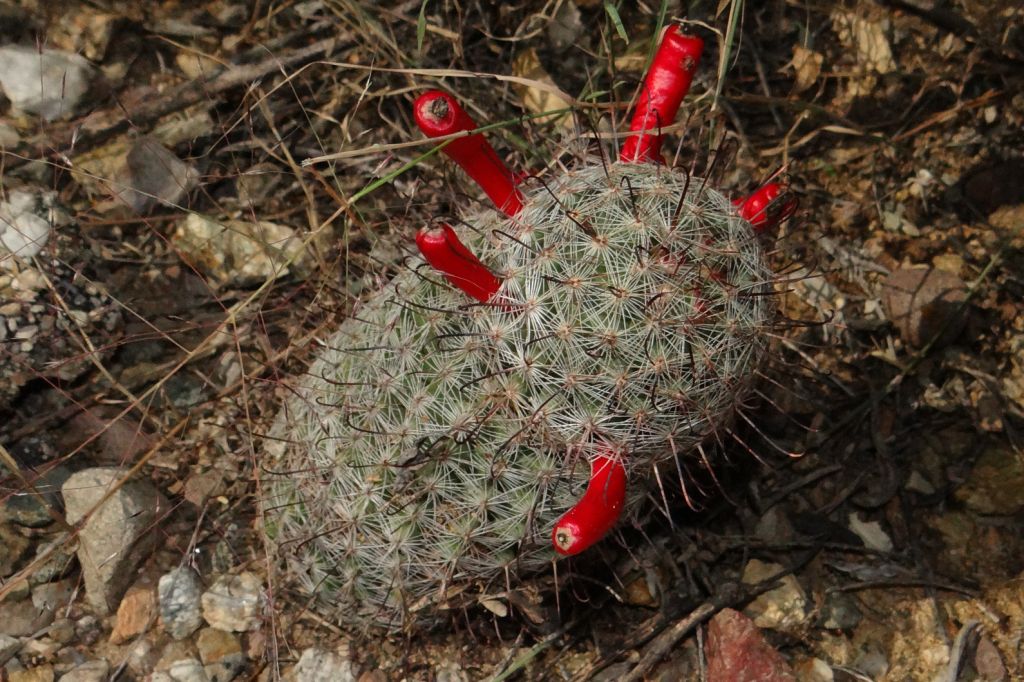 Your Daily Dose of Sabino Canyon Seeing Red in Sabino Cactus fruit