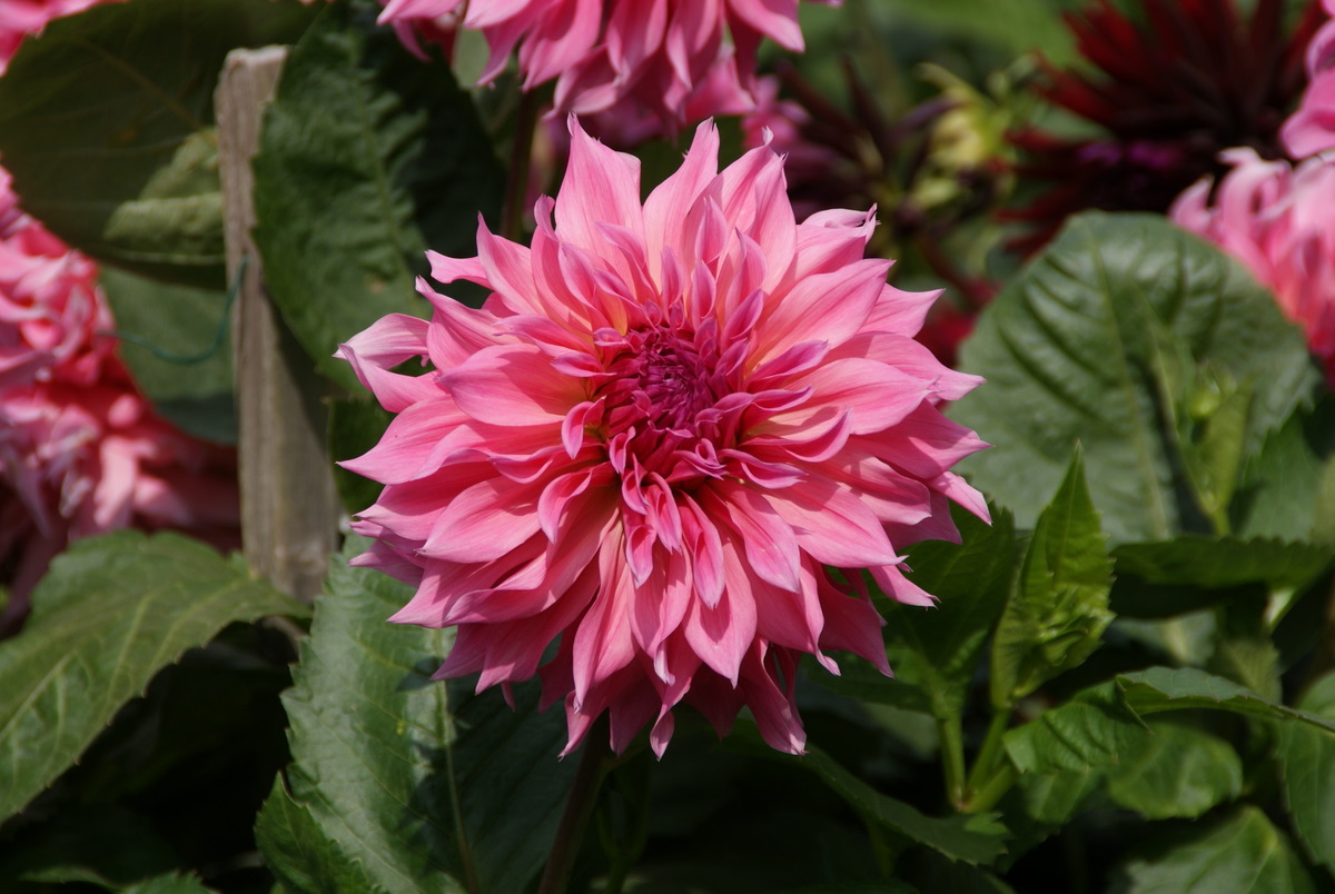 Organic Garden Dreams The Dahlia Garden in Golden Gate Park, San Francisco