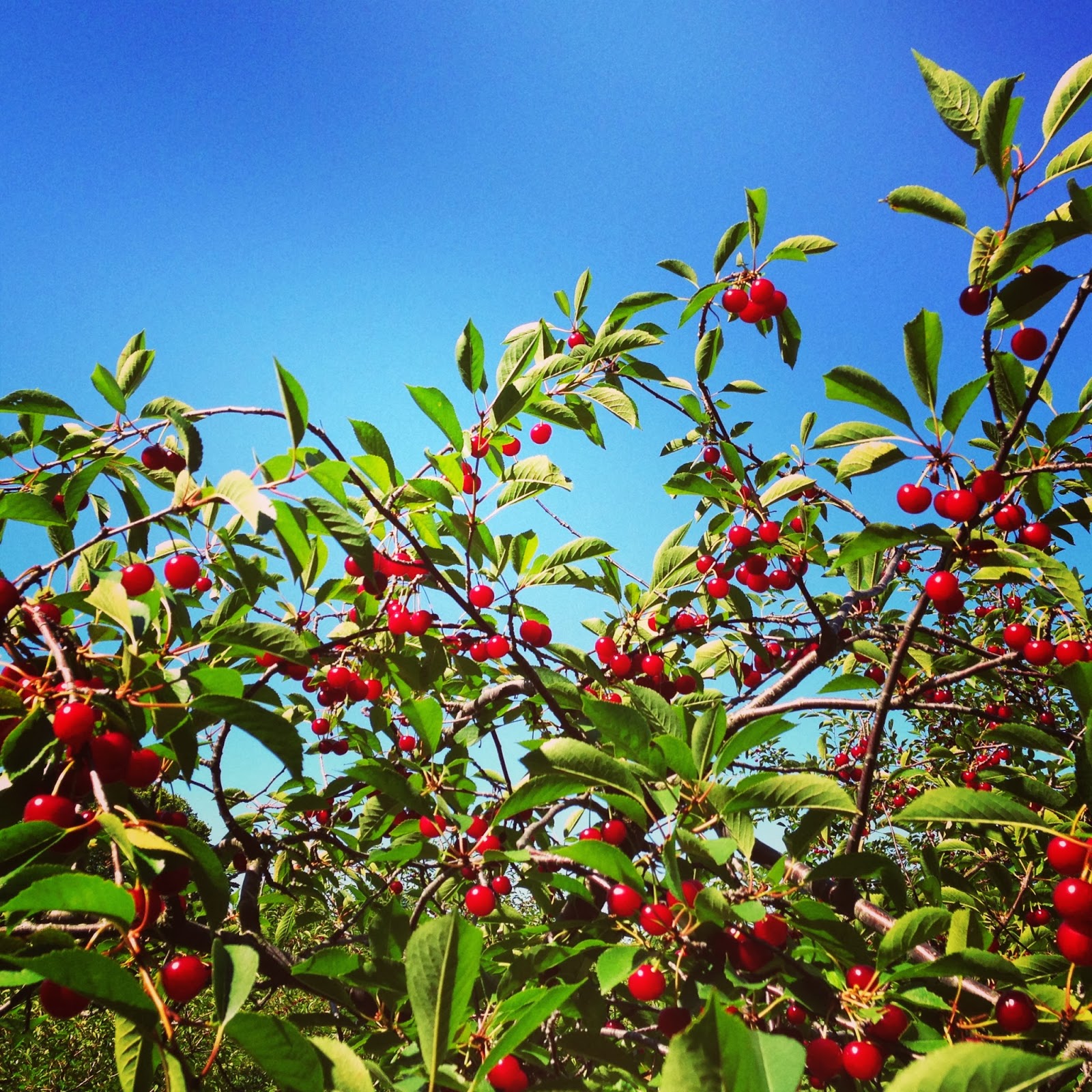 Chicago Jogger Door County Cherry Cobbler.