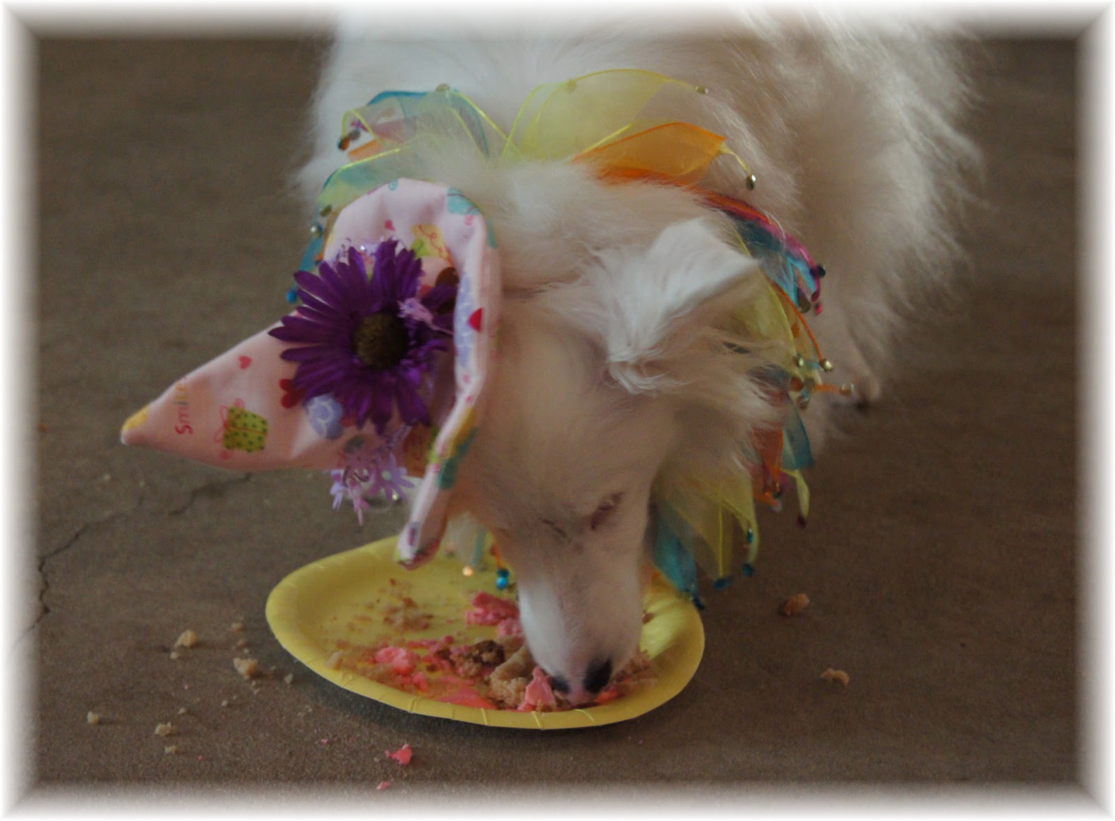 Can A Blind And Deaf Dog Be Happy