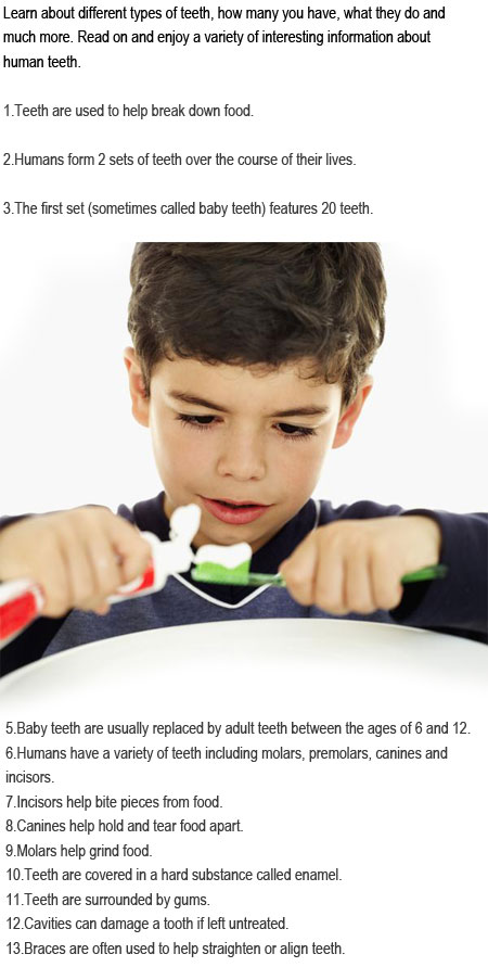 facts about teeth
