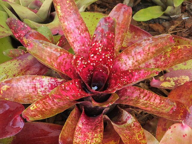 Neoregelia red dawn