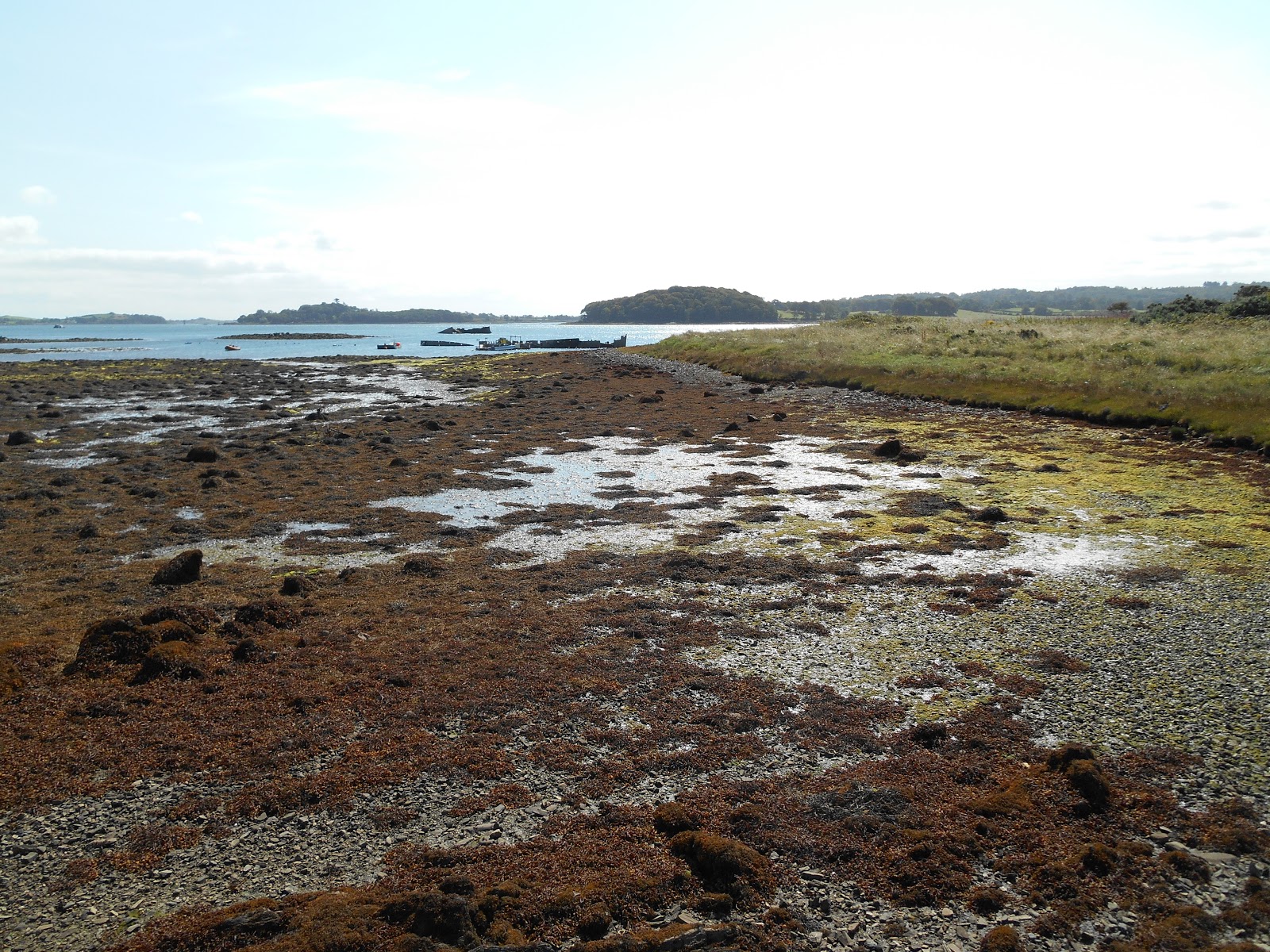A lifetime of Islands Island 288 Ballyhenry Island, Strangford Lough