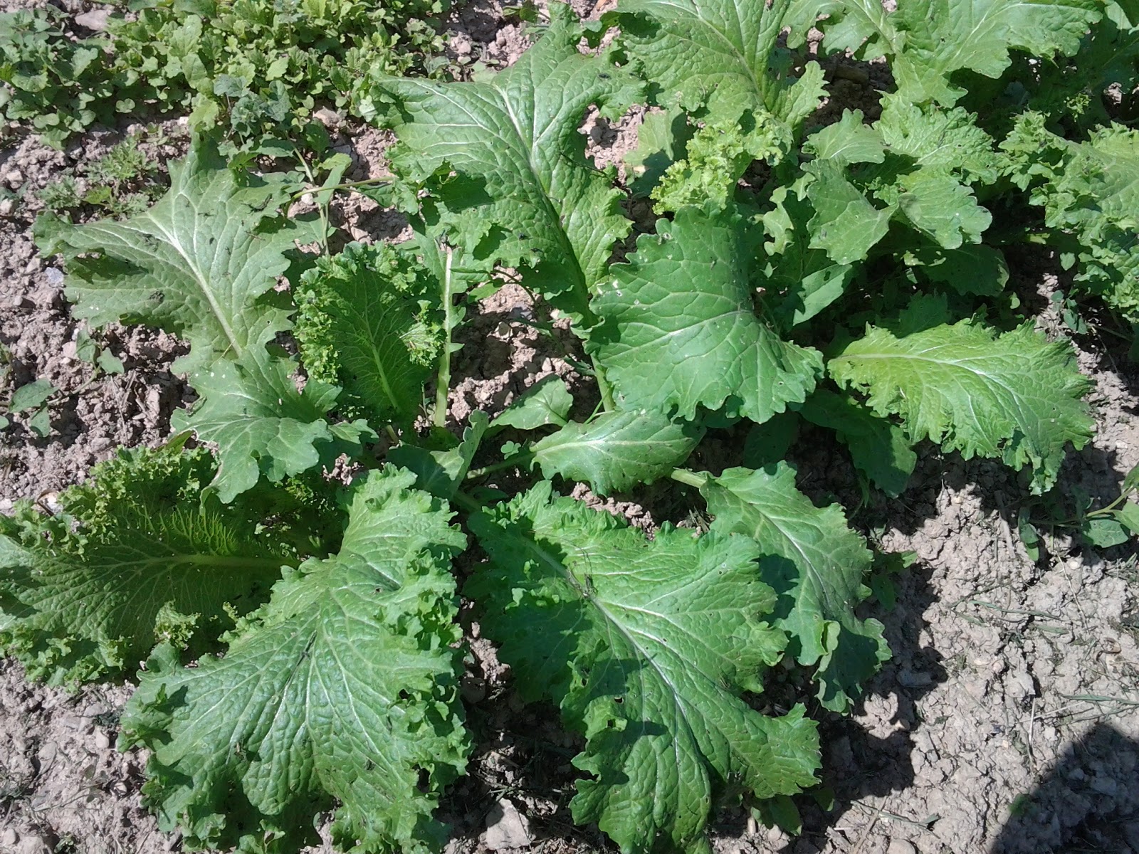 A Garden of Antietam Mustard Not Just for Your Hot Dog