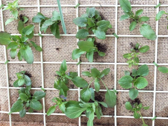 出来るだけお金をかけずに楽しむベランダガーデン 挿し芽を集めてパネル植え作成中 ネモフィラ２株定植した