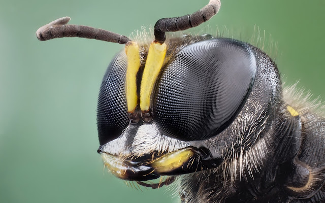 Portrait picture of a wasp