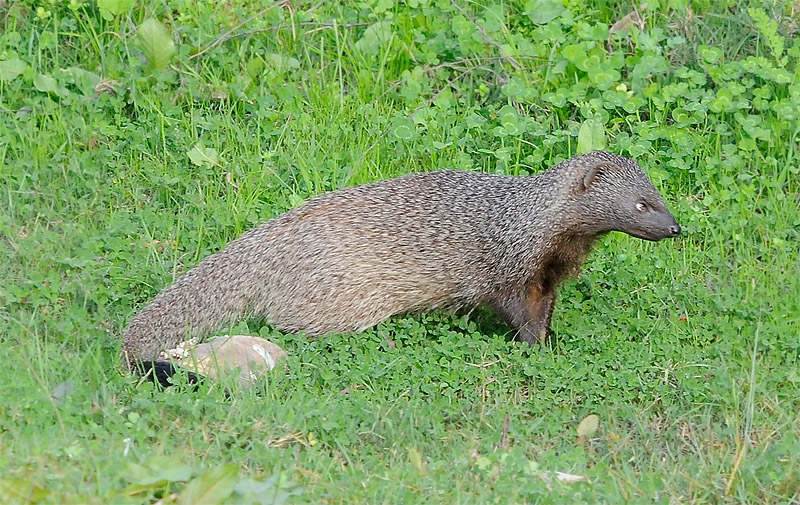El blog de "Acebedo" El Meloncillo, el único representante de las