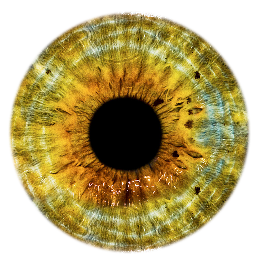 HJR_Yellow_eye.png (1092×1104) Fotografía de los ojos, Anatomia ojos