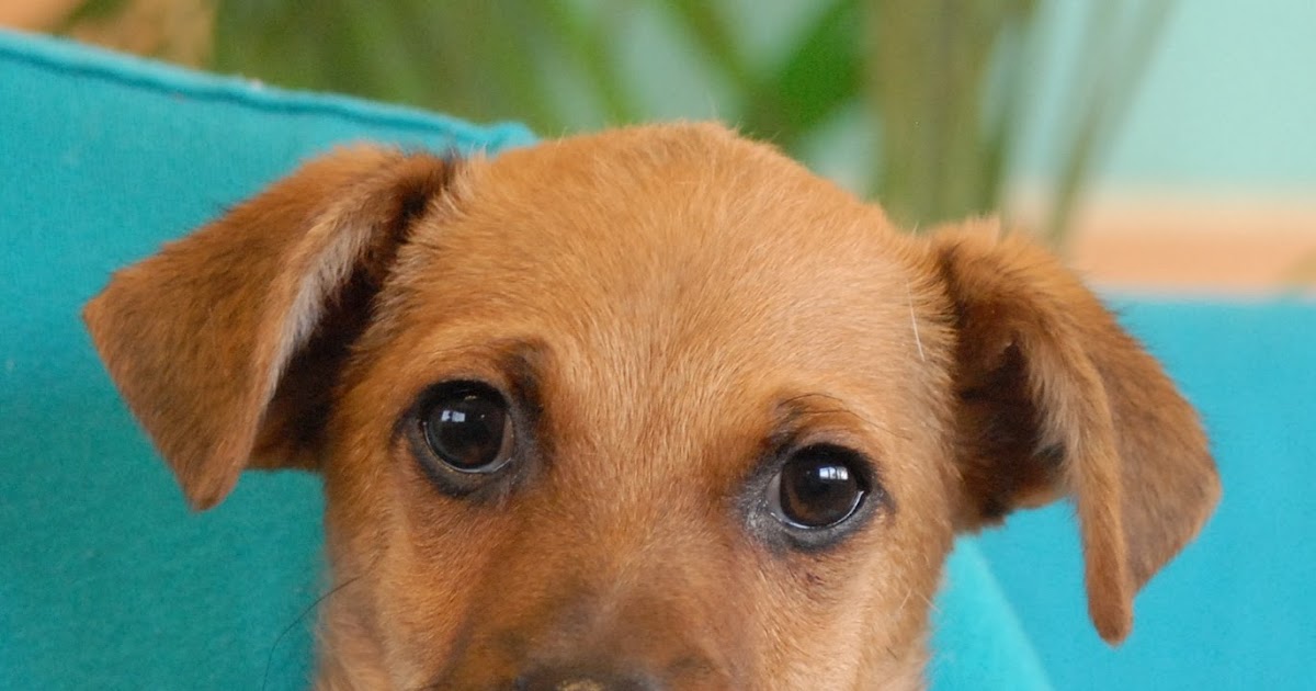 The Aloha Puppies debut for adoption today!