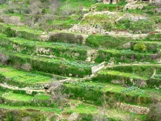  Battir-16429-332x249