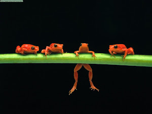 FROGS