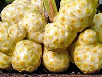 Manfaat Terbaru Buah Mengkudu Bagi Perawatan Rambut Manfaat Terbaru Buah Mengkudu Bagi Perawatan Rambut