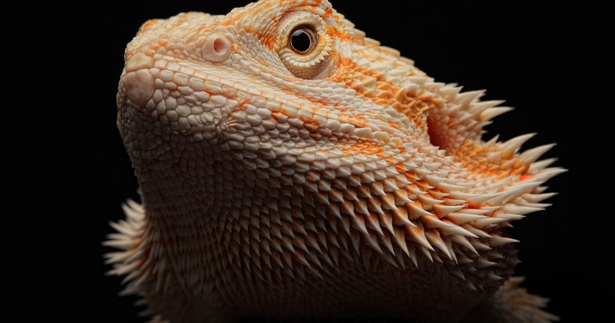 black-bearded-dragon-beard-1.jpg