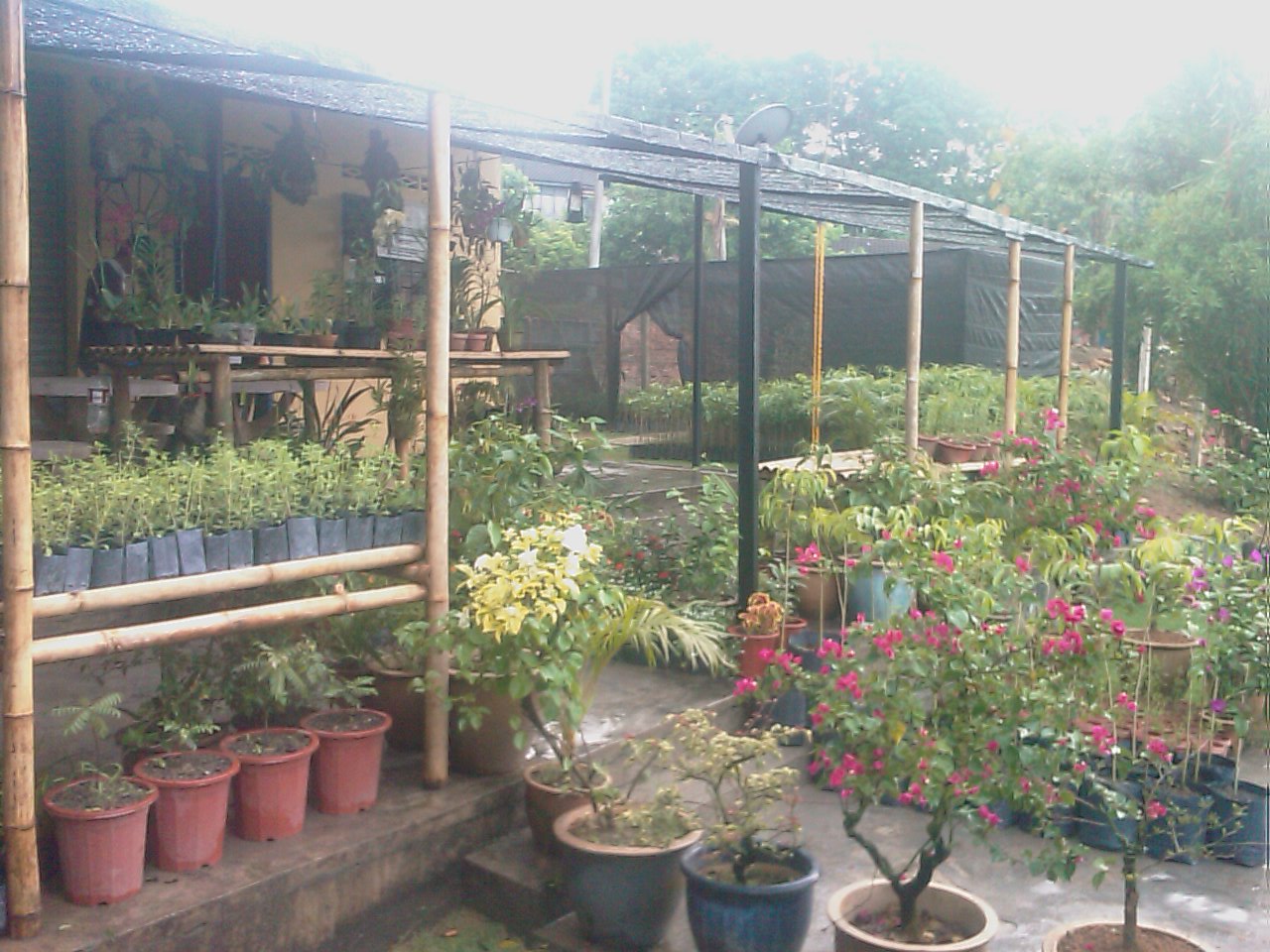 Wafiqah Farm Nursery Gambar Kami Wafiqah Farm Nursery Gambar Kami