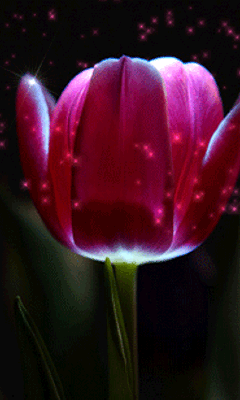 Decent Image Scraps: Flower Animation