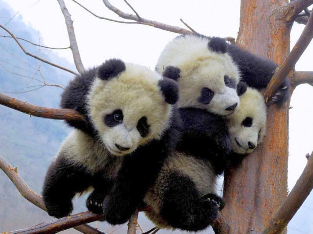 wallpapers: Funny Panda Wallpapers