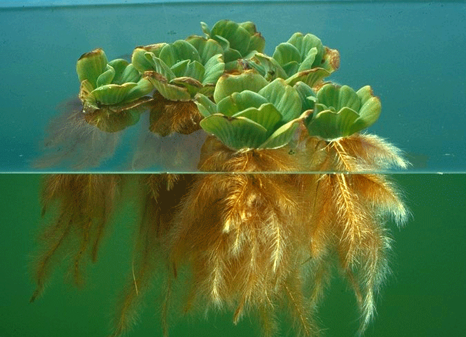 Aquascaping Peru Plantas Acuáticas Clasificación Aquascaping Peru Plantas Acuáticas Clasificación