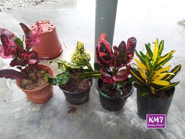 Kembara Minda 7 Pokok Puding Digilai Semula