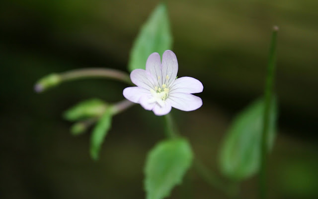 White Flowers Wallpapers