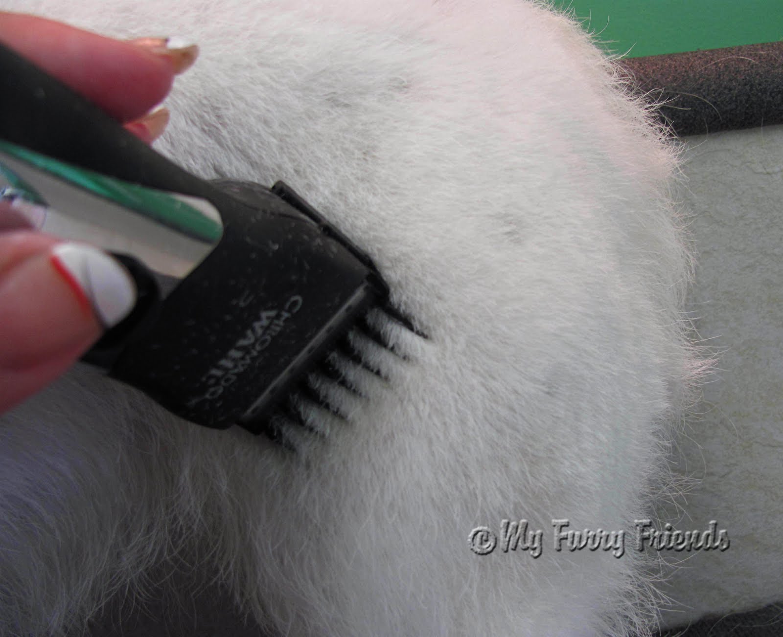 Pet Grooming The Good, The Bad, & The Furry Grooming a Wire hair Jack