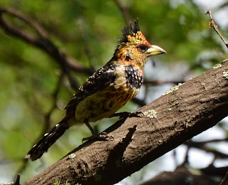 Crested Barbet