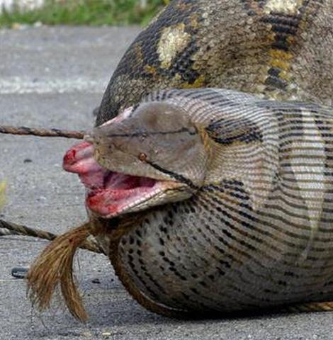 And yes that is a picture of a snake swallowing a sheep Who knew right