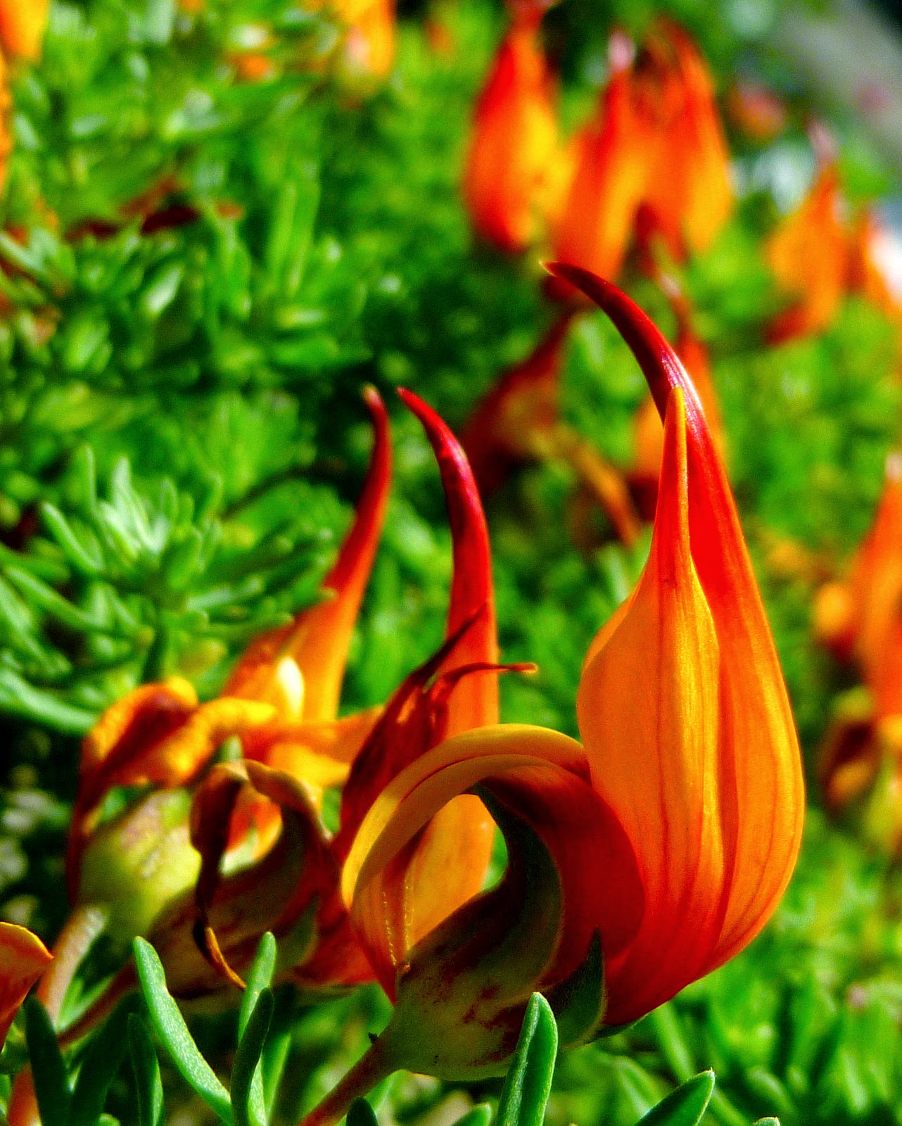 10 Most Beautiful Flowers on Earth Most Beautiful