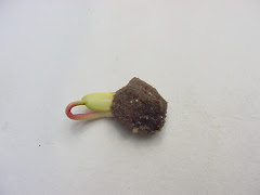 A germinação da semente do imbuzeiro