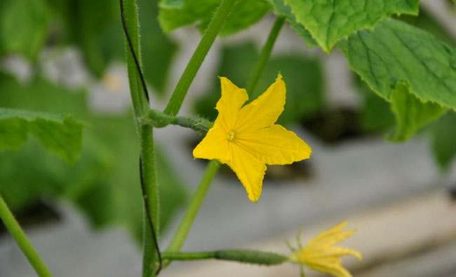 Cucumber Flowers Cucumber Flowers