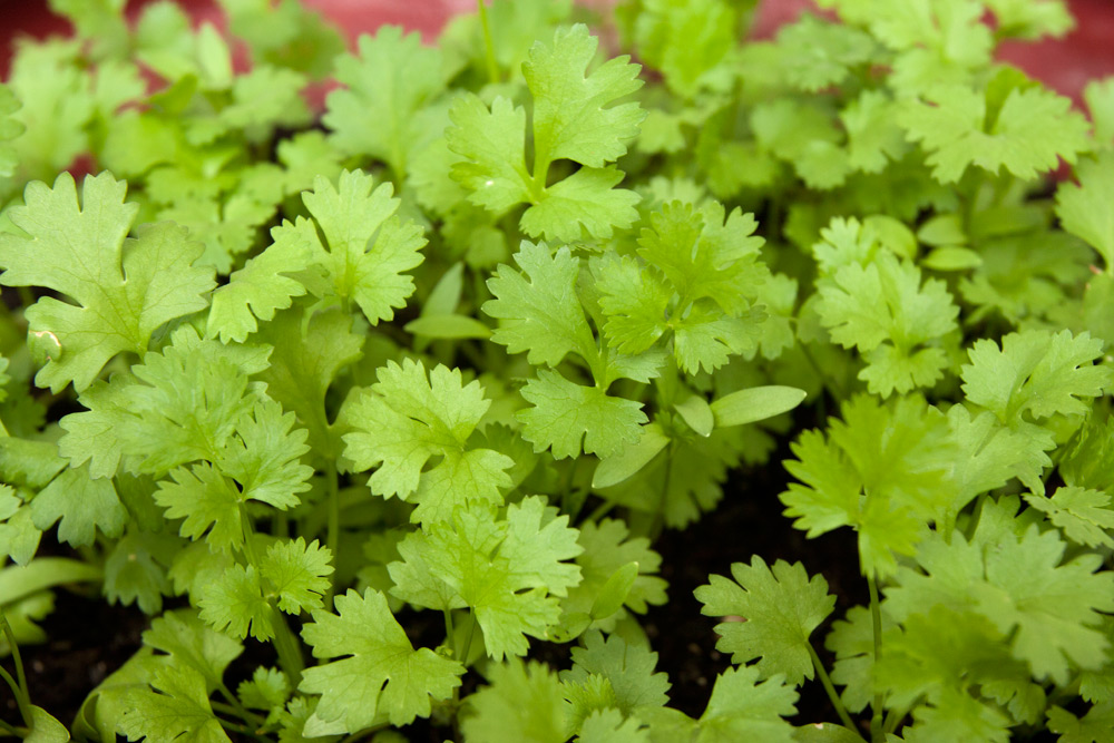 Cilantro (Chinese Parsley) Adventures in Gardening Pohnpei, Micronesia